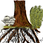 Tree with extensive root system, intertwined with mushrooms and reeds