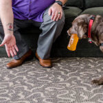 Service dog bringing a water bottle to its owner